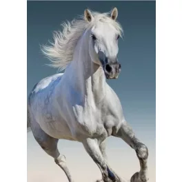 Horses, Lovas Polár takaró 100*140cm